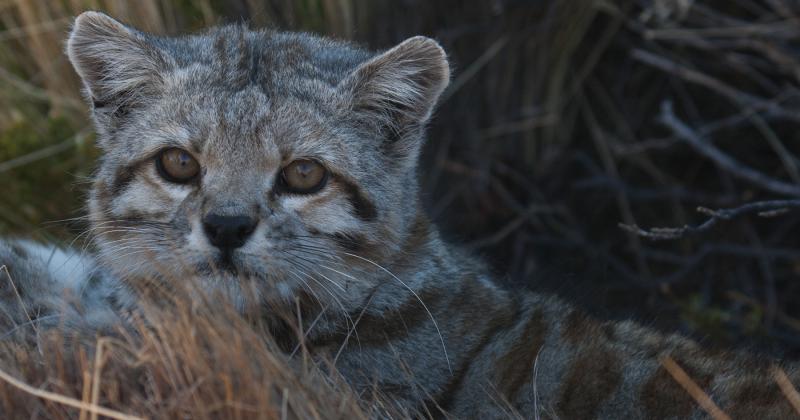 El gato andino seraacute declarado Monumento Natural Provincial