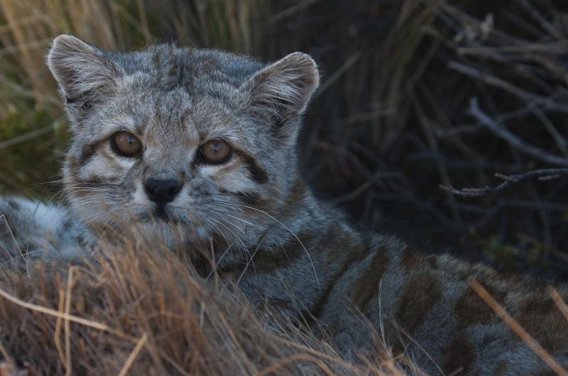 El gato andino seraacute declarado Monumento Natural Provincial