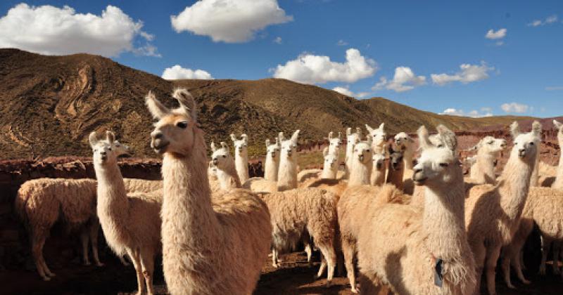 Investigadores argentinos neutralizan el coronavirus con anticuerpos derivados de llamas