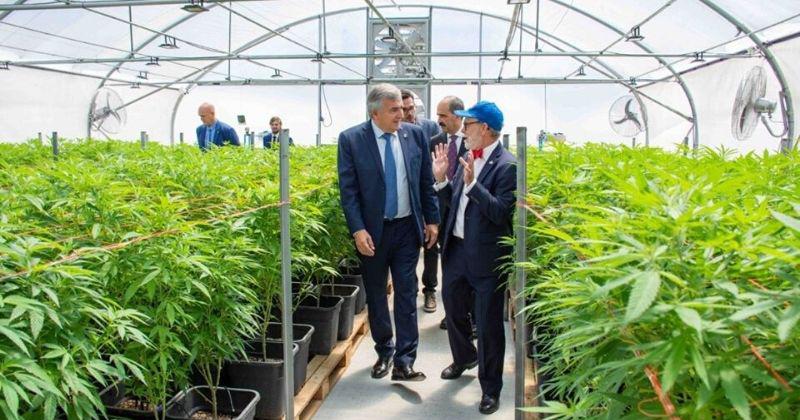 En noviembre Jujuy tendraacute la primera produccioacuten de cannabis medicinal