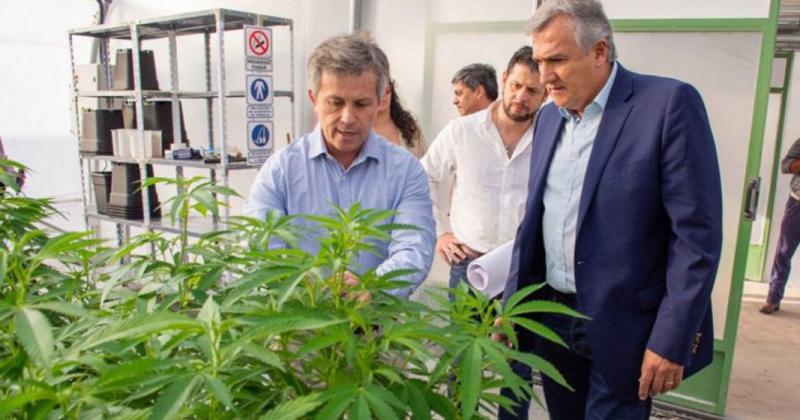 Inauguraraacuten el laboratorio de aceite de cannabis en Jujuy