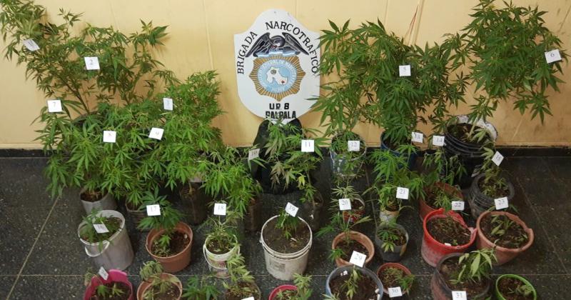 Policiacuteas secuestraron plantines de Cannabis