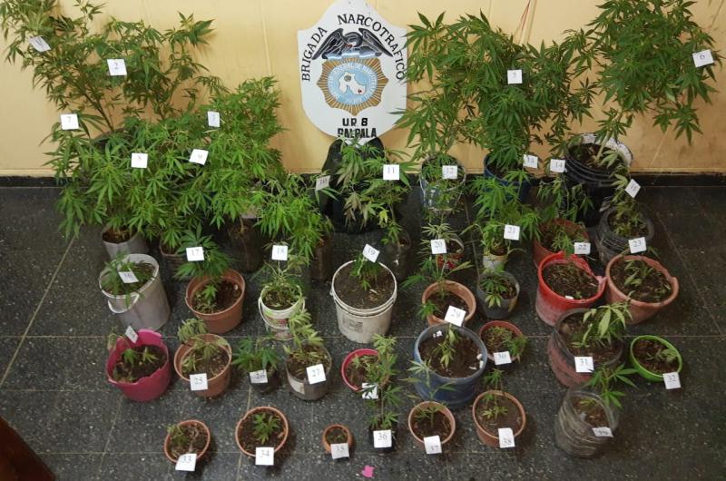 Policiacuteas secuestraron plantines de Cannabis