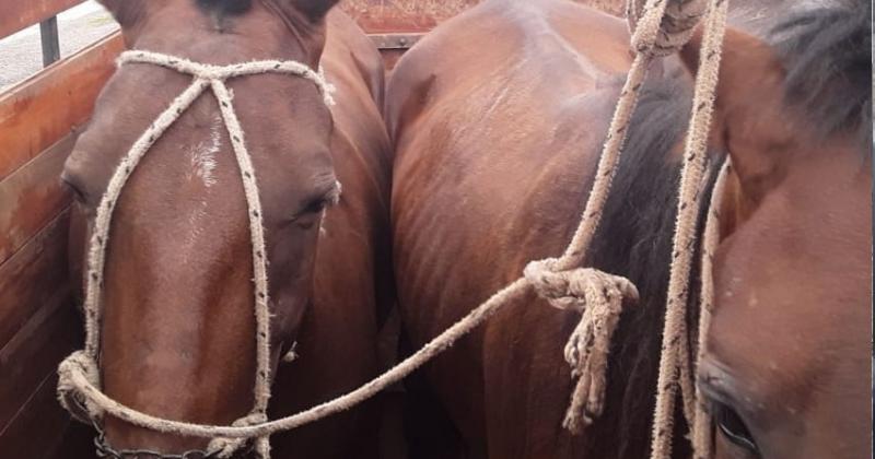 Detienen a cinco ladrones en la localidad de Volcaacuten