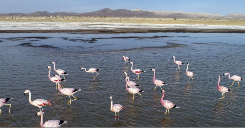 Laguna de los Pozuelos y Calilegua