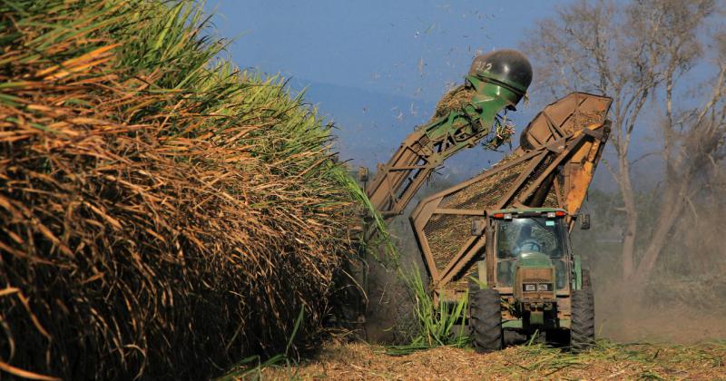 Para el 2021 Ledesma planea invertir maacutes de 10 millones de doacutelares