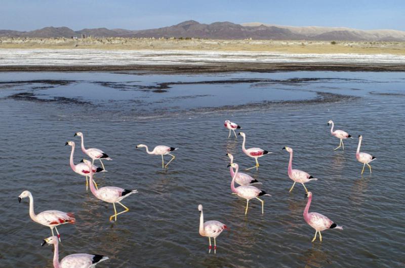 Laguna de los Pozuelos y Calilegua