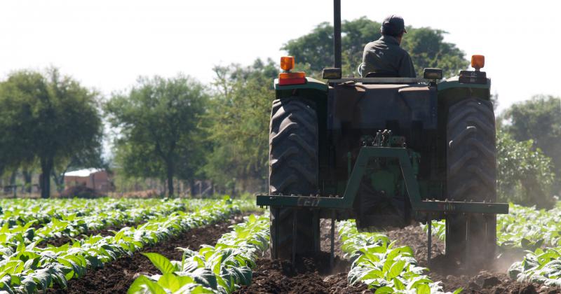 Transfieren recursos del Fondo Especial de tabaco a productores