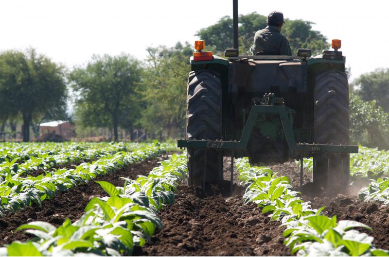 Transfieren recursos del Fondo Especial de tabaco a productores