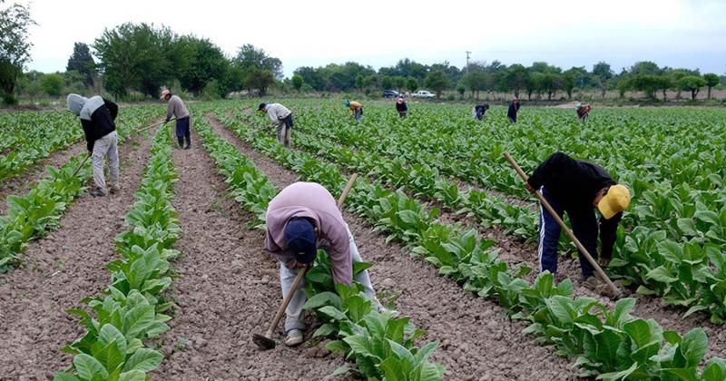 Productores jujentildeos no sufriraacuten descuento por fertilizantes 