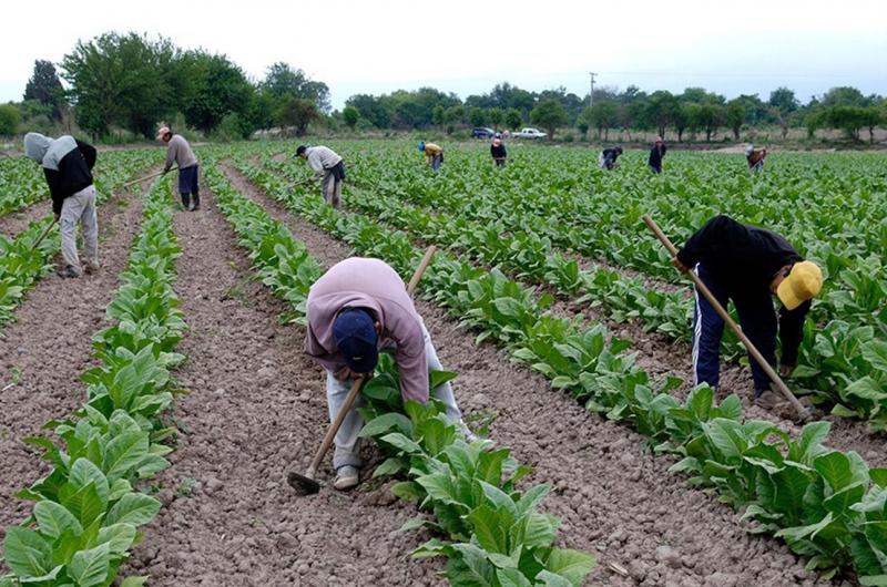 Productores jujentildeos no sufriraacuten descuento por fertilizantes 