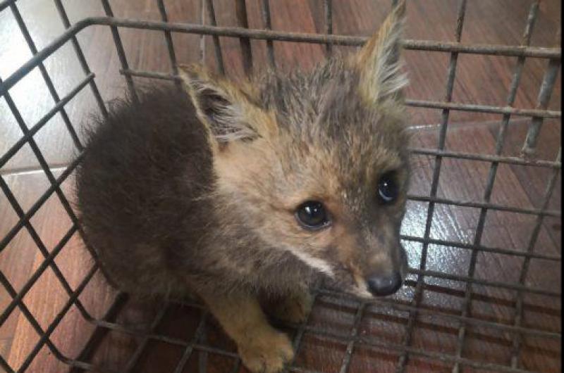 CaFaJu realiza intensas tareas de preservacioacuten de la fauna silvestre 