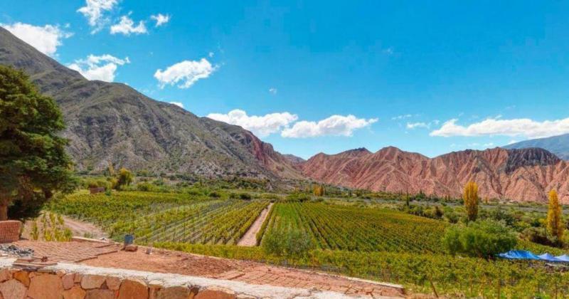 Tilcara posee la mayor cantidad de produccioacuten de Malbec en Jujuy