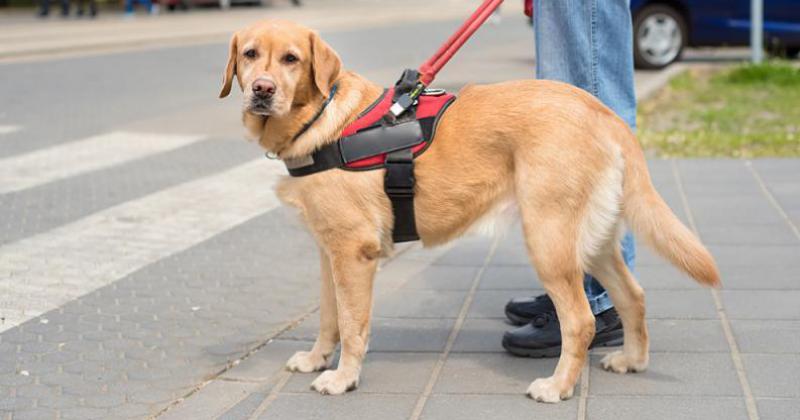 Diacutea Internacional del Perro Guiacutea