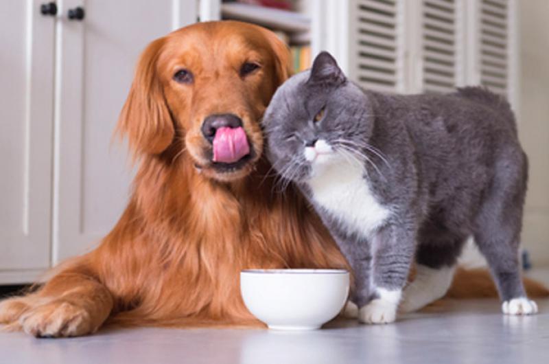 Mascotas- iquestPueden alimentarse igual que los humanos
