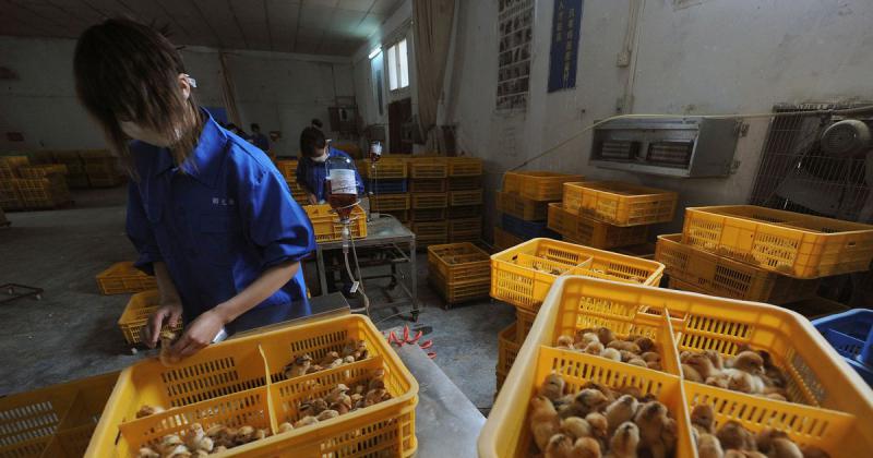 China confirmoacute el primer caso humano de gripe aviar H10N3