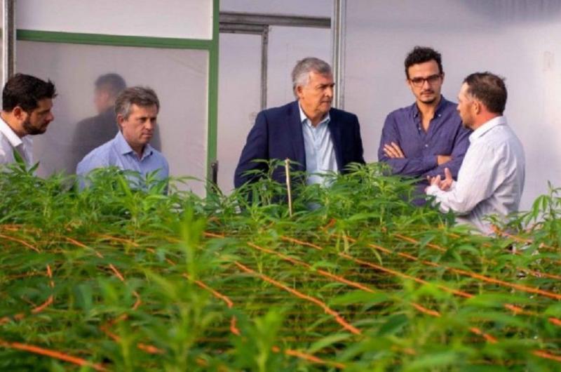 La provincia de Jujuy puntal en la produccioacuten de aceite de cannabis