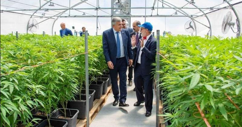 La provincia de Jujuy puntal en la produccioacuten de aceite de cannabis