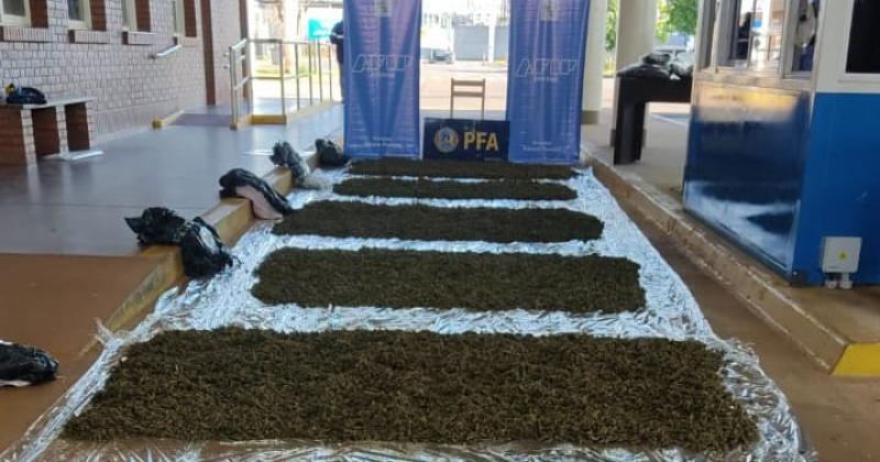 Aduanas y la PFA incautoacute maacutes de 76 kilogramos de cogollos de marihuana