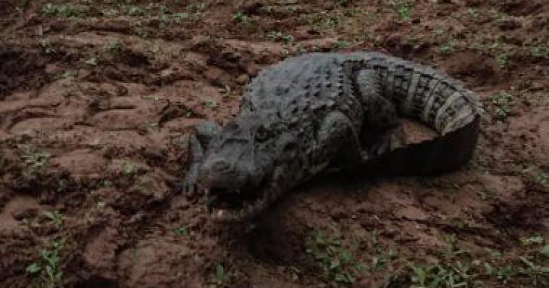 Liberaron varios ejemplares de la fauna silvestre nativa 