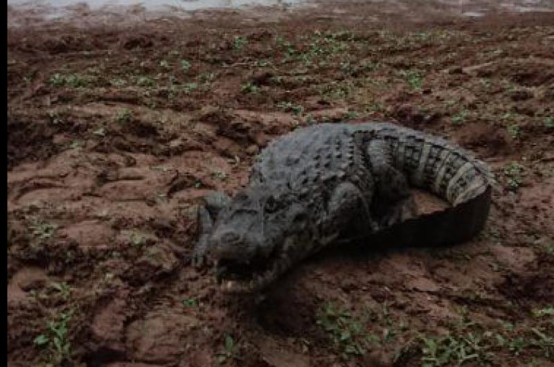 Liberaron varios ejemplares de la fauna silvestre nativa 