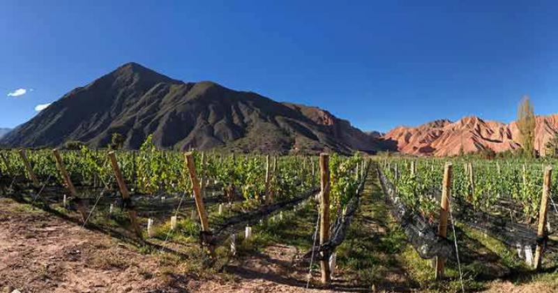 Plan Argentina Tierra de Vinos beneficia a la actividad en Jujuy