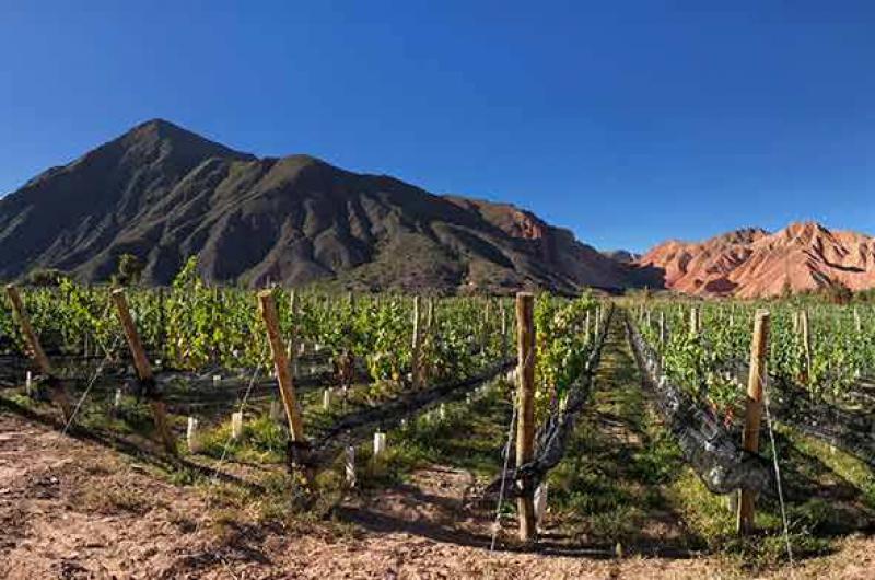 Plan Argentina Tierra de Vinos beneficia a la actividad en Jujuy