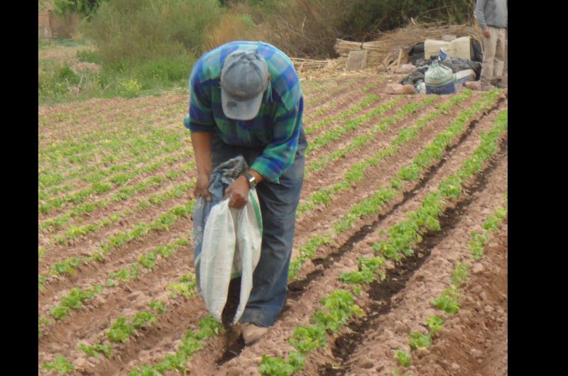 Logran mejorar la fertilidad de los suelos de la Quebrada