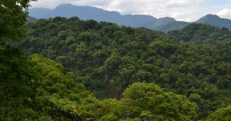 Casi 20 millones de pesos se distribuiraacuten en Jujuy para la conservacioacuten de bosques nativos