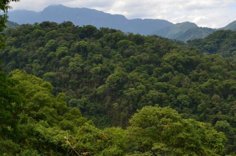 Casi 20 millones de pesos se distribuiraacuten en Jujuy para la conservacioacuten de bosques nativos