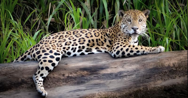 20 antildeos de la Ley que declaroacute al yaguarteacute Monumento Natural Nacional