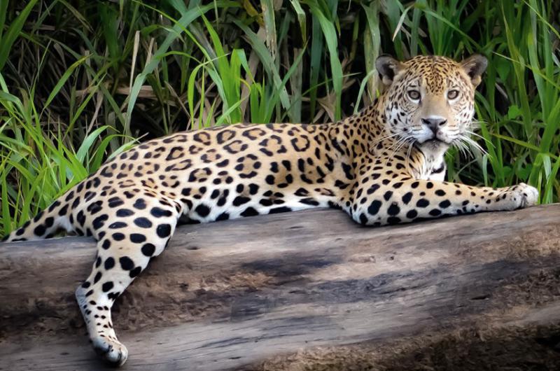 20 antildeos de la Ley que declaroacute al yaguarteacute Monumento Natural Nacional