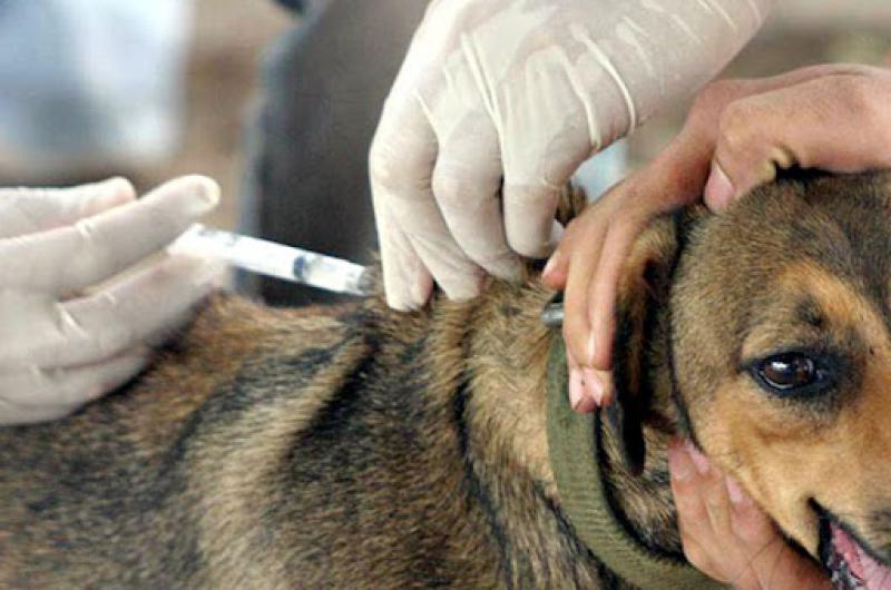 Veterinarios de toda la provincia adhieren a la Semana de Prevencioacuten de la Rabia