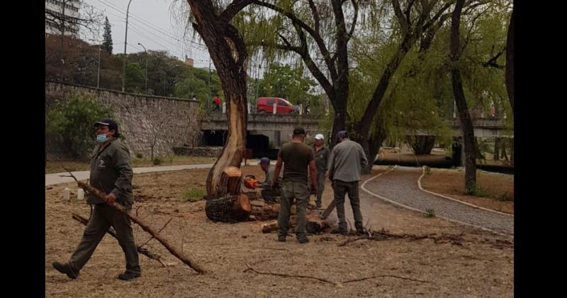 Realizan tareas de mantenimiento del arbolado del parque Xibi Xibi