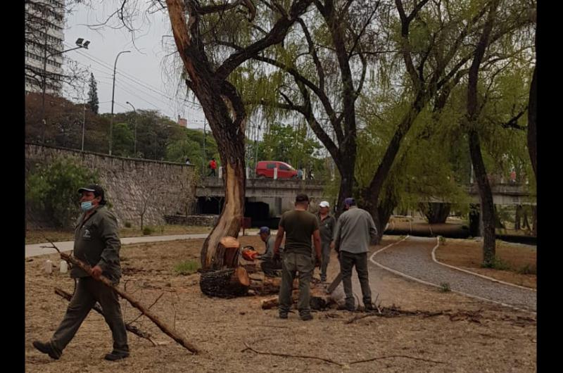 Realizan tareas de mantenimiento del arbolado del parque Xibi Xibi