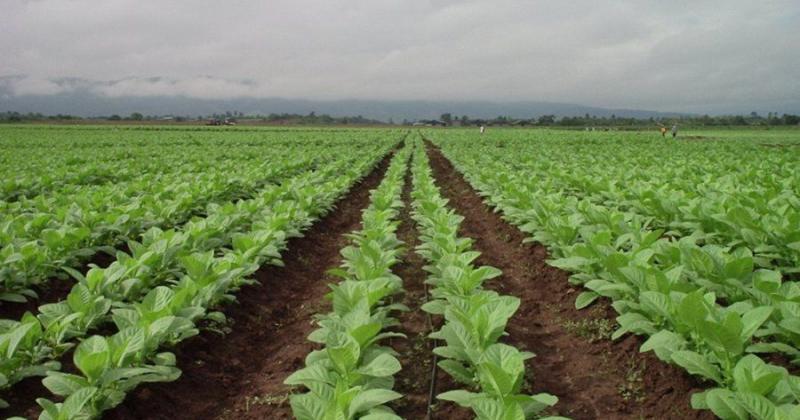 Jujuy logroacute que Nacioacuten apruebe recursos destinados a la produccioacuten tabacalera