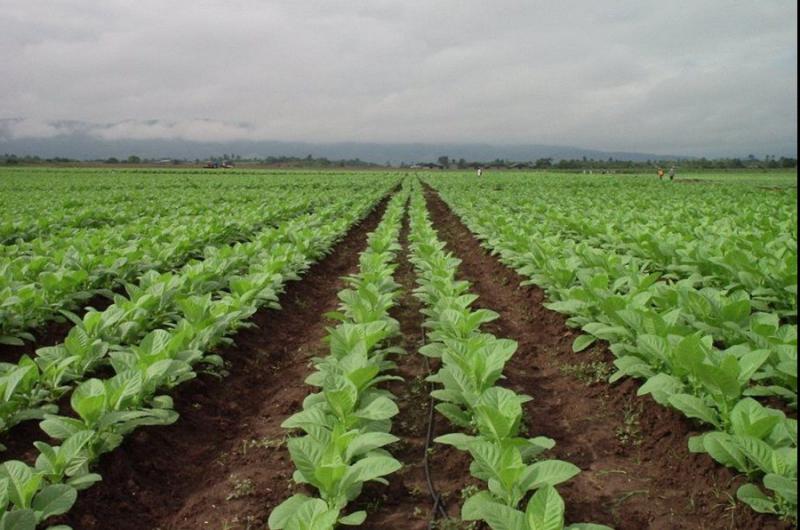 Jujuy logroacute que Nacioacuten apruebe recursos destinados a la produccioacuten tabacalera