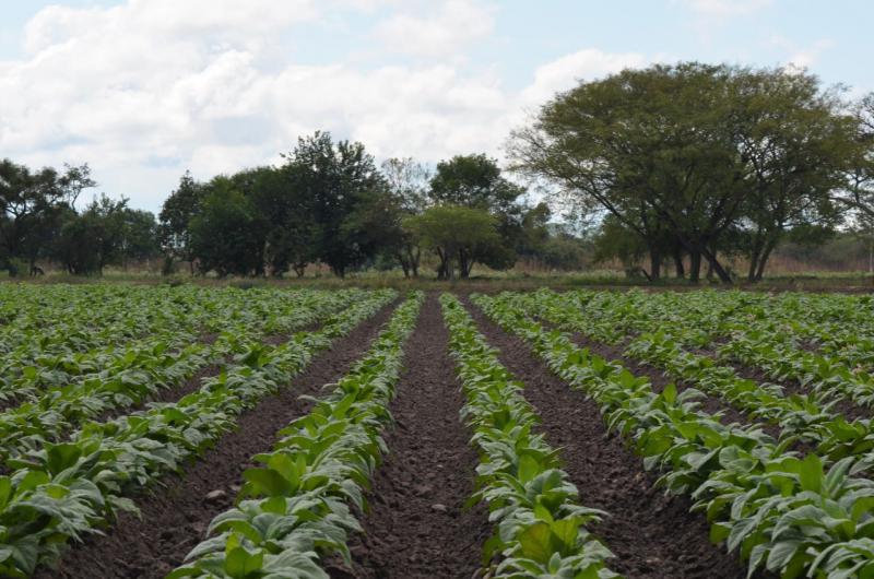 Buscan posicionar la produccioacuten tabacalera junto al manejo y conservacioacuten de suelos