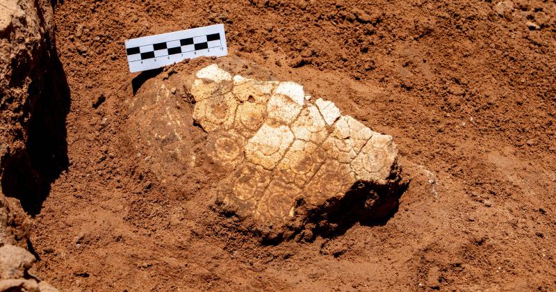 Hallan restos de gliptodontes de una especie que auacuten no se teniacutea registro en Santiago del Estero