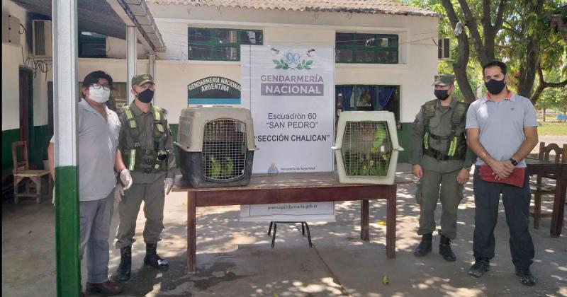 46 loros habladores fueron rescatados del traacutefico ilegal de fauna silvestre