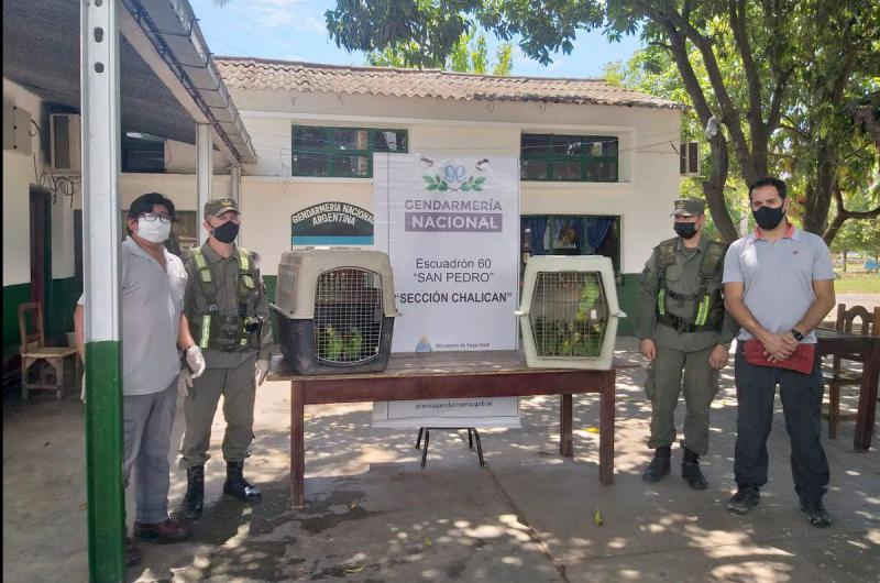 46 loros habladores fueron rescatados del traacutefico ilegal de fauna silvestre