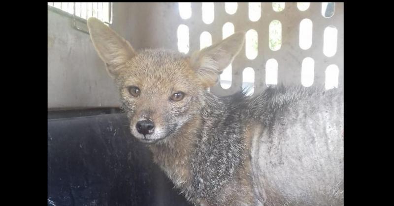 CAFAJu recupero un zorro gris y otros animales