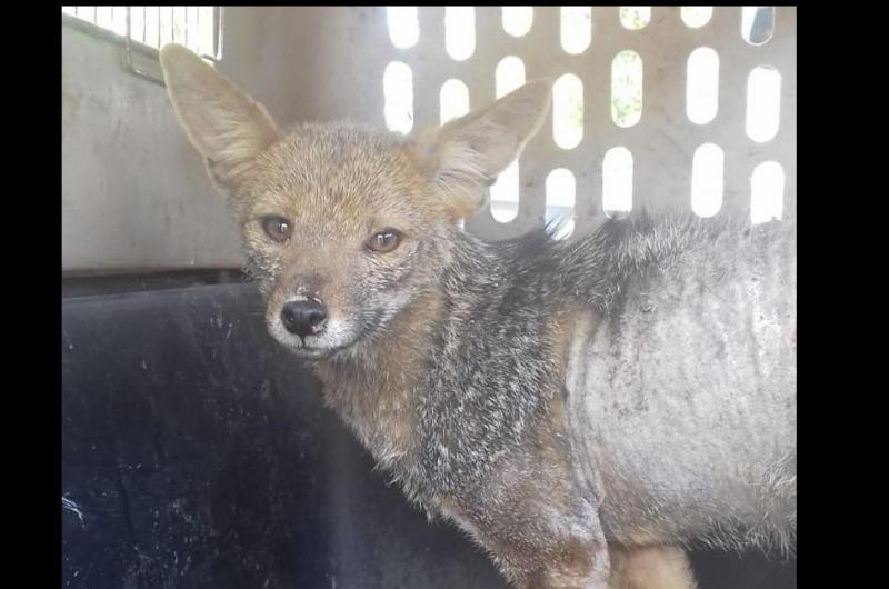 CAFAJu recupero un zorro gris y otros animales