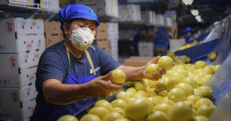 Ledesma lideroacute las exportaciones nacionales de ciacutetricos