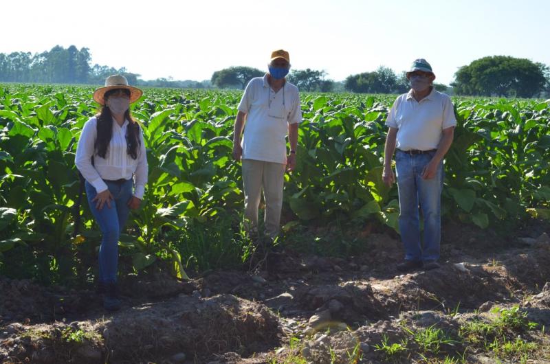 Manejo y conservacioacuten de suelos en la zona tabacalera 