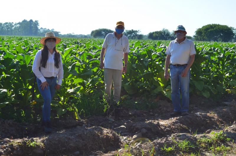 Manejo y conservacioacuten de suelos en la zona tabacalera 
