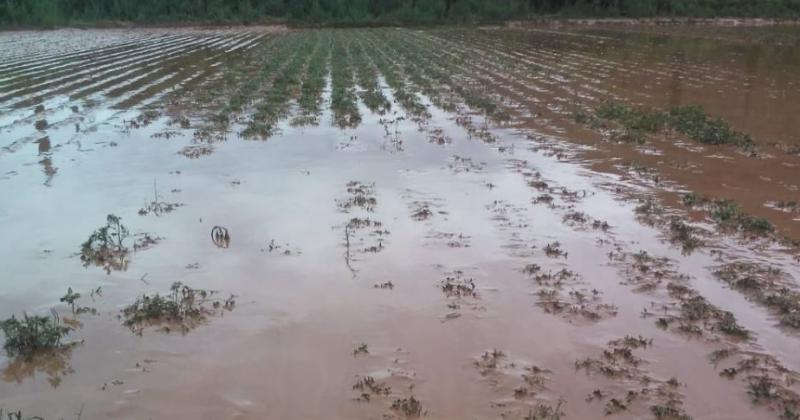 Desesperado pedido de ayuda de los productores de la Quebrada tras las peacuterdidas