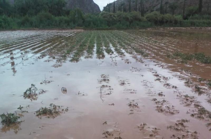 Desesperado pedido de ayuda de los productores de la Quebrada tras las peacuterdidas