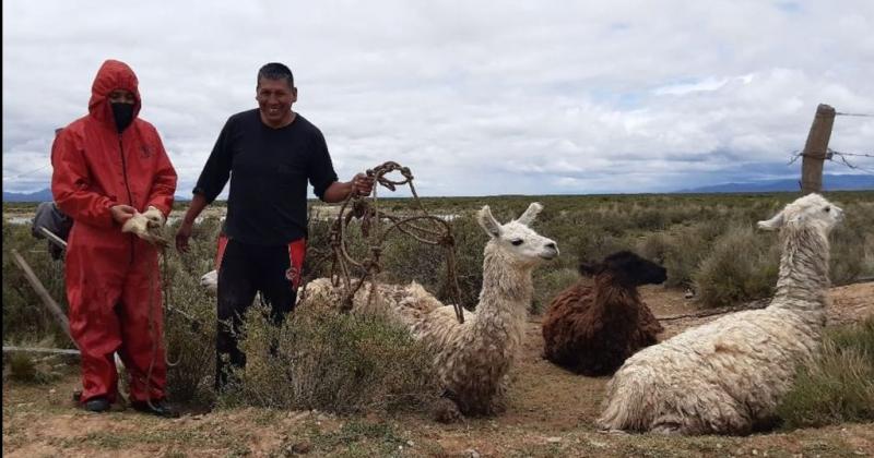 Rescatan 12 llamas empantanadas por la crecida de un riacuteo