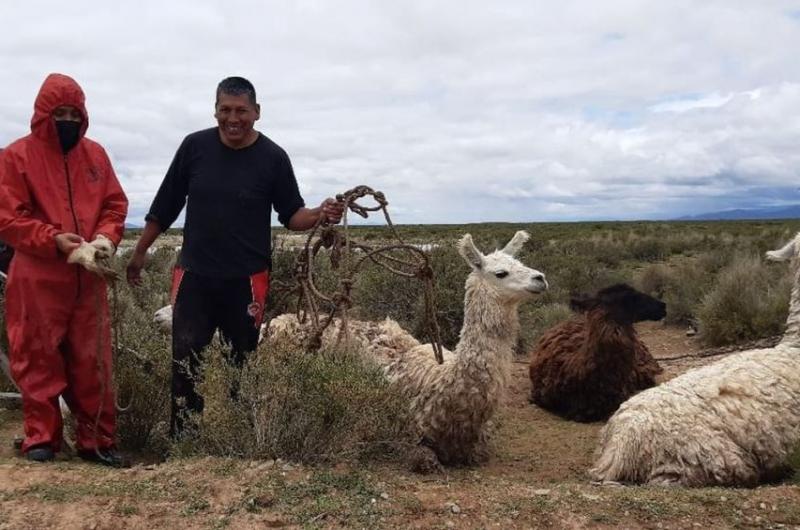 Rescatan 12 llamas empantanadas por la crecida de un riacuteo